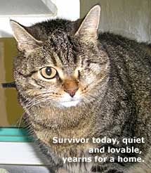 HP-SurvivorNowSW.jpg