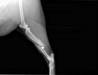 cat-xray1_20110131210304_320_240.jpg
