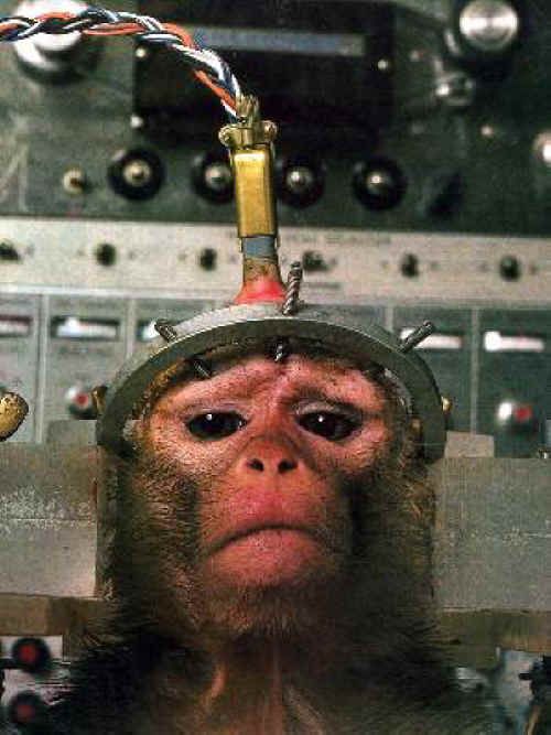 monkey-chair-09_zpscefa120e.jpg