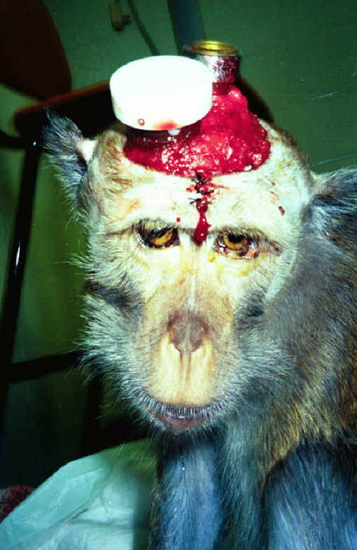 monkey-malish-03_zps14b7cc67.jpg