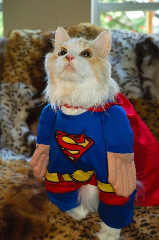 supercat_big800_zpsb7b9f88a.jpg