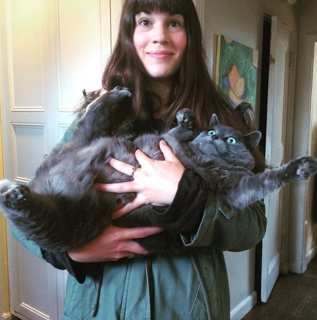 this-cat-is-us_zpsxcqwtepq.jpg