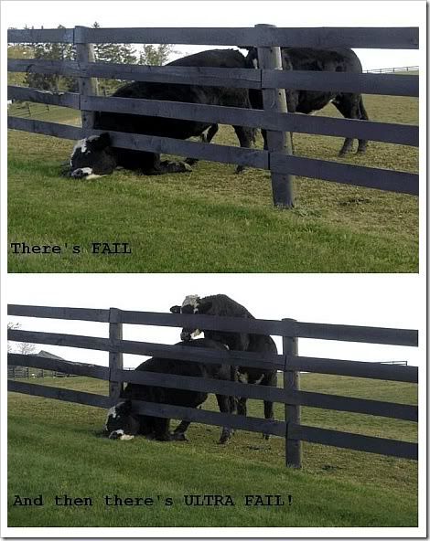 fail-cows2.jpg