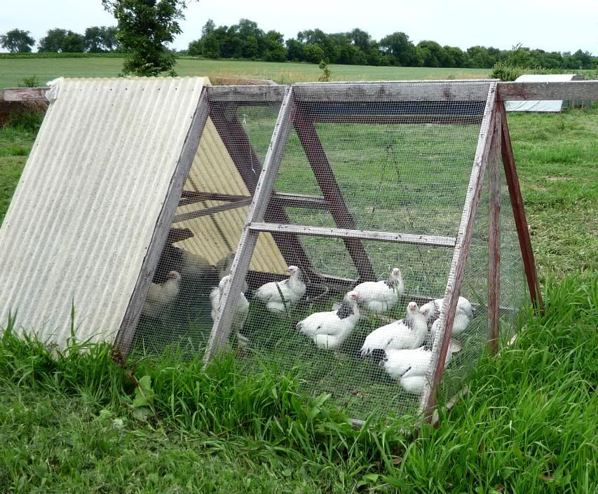 Small Portable Chicken Coop Plans Design for a small portable