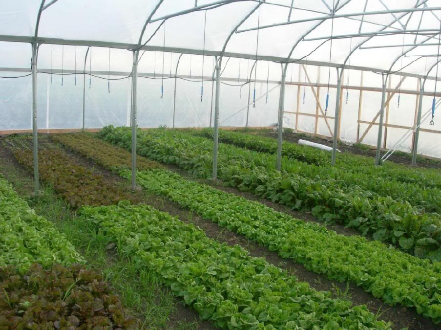 big picture agriculture