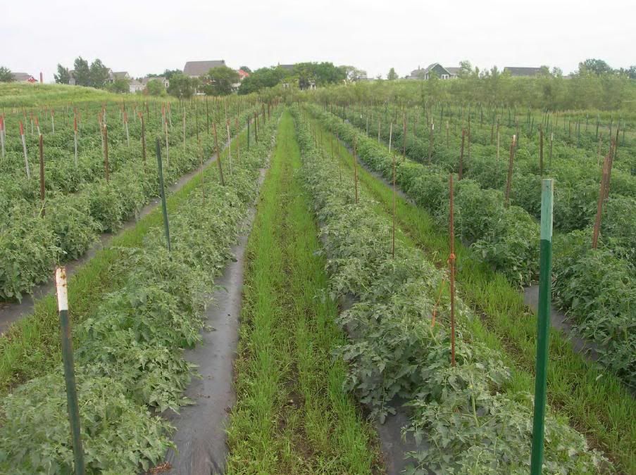 big picture agriculture