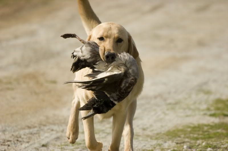 buckshot,Retrievers,Training,Labrador,puppies,waterfowl,huntin<br /><br /><a href=