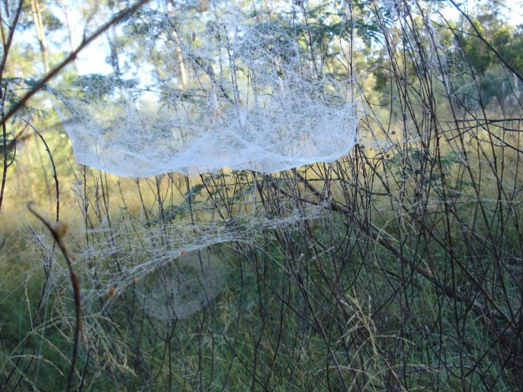 Tent Spider