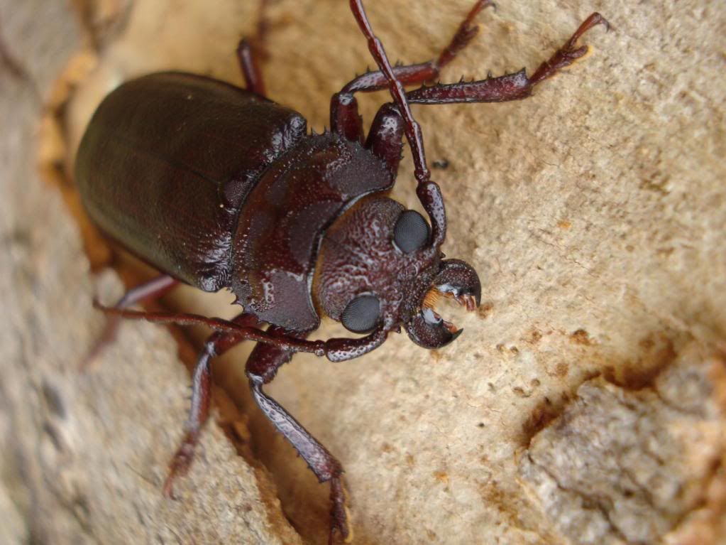 Wood Beetle