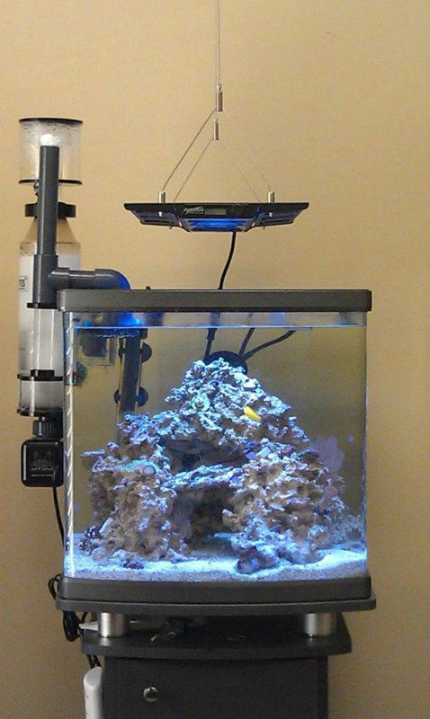 maxspect razor archive reef