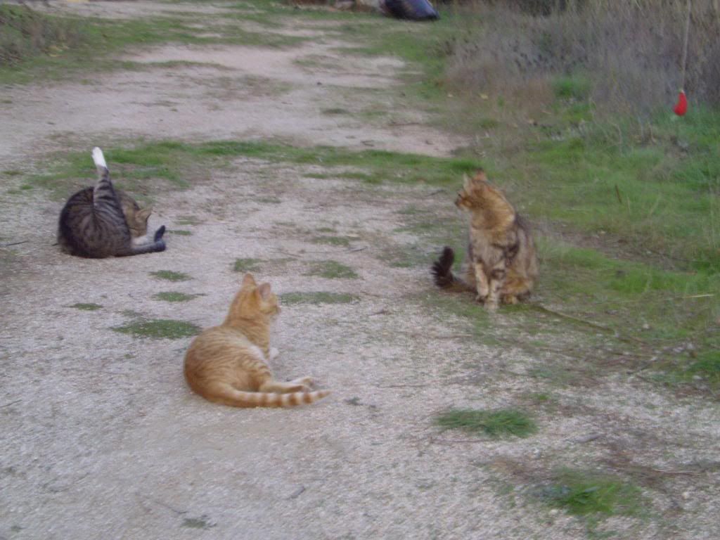 [Imagen: PICT0747_zps355e63ca.jpg]
