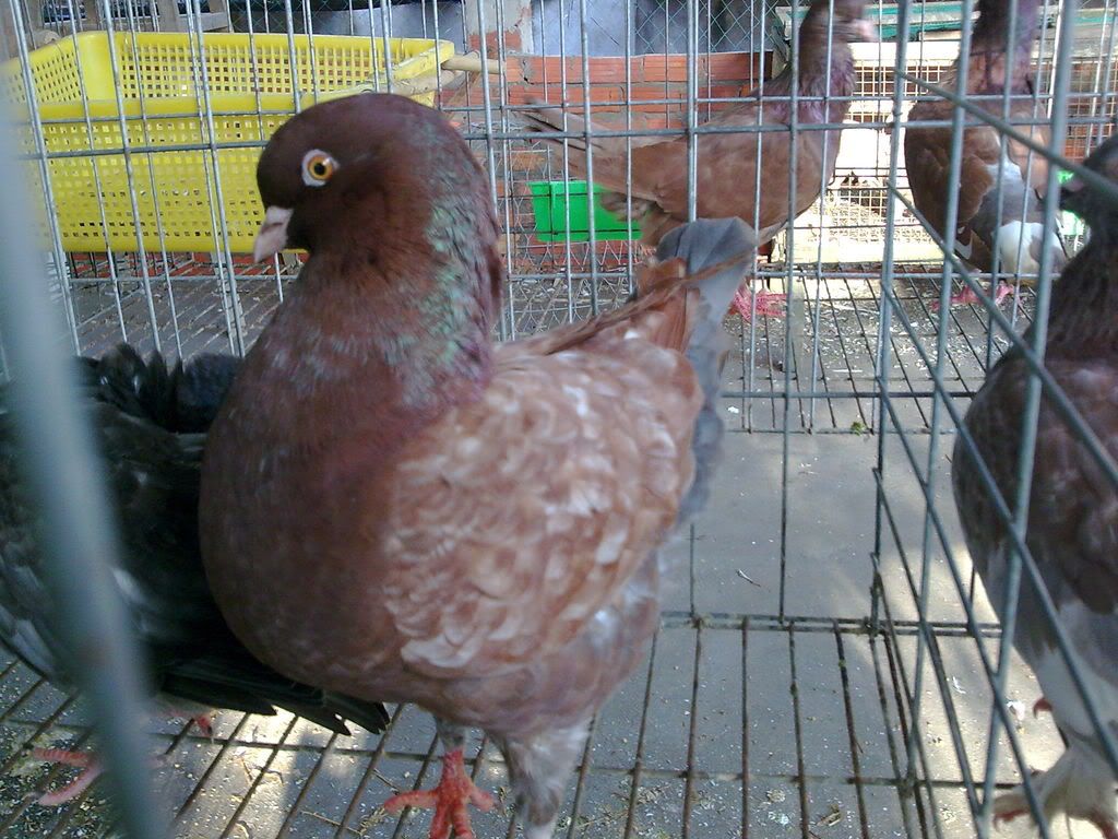 Xin giúp em bồ câu này là giống gì