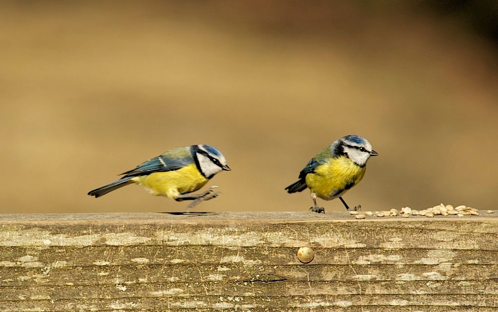 55042BlueTits_zps8e0d106d.jpg