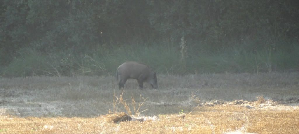 vellsenglar