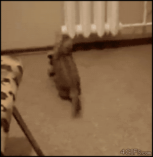 funny easter photo: Bouncing Bunny Cat df4a504d34b8d8543a4d9a<img border='0' src='/s/lol-034.gif'>5b313da23f.gif