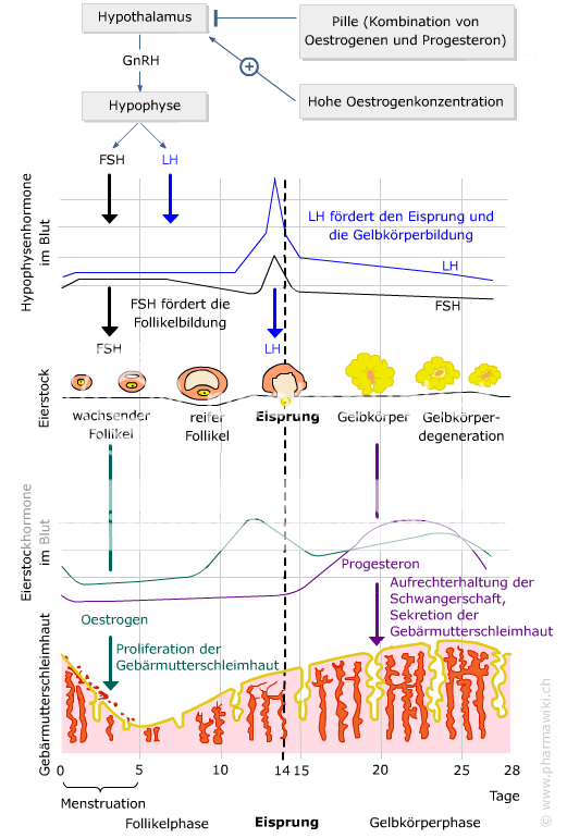 NFP-Online-Kurs, Lektion 6: Zyklusmonitoring