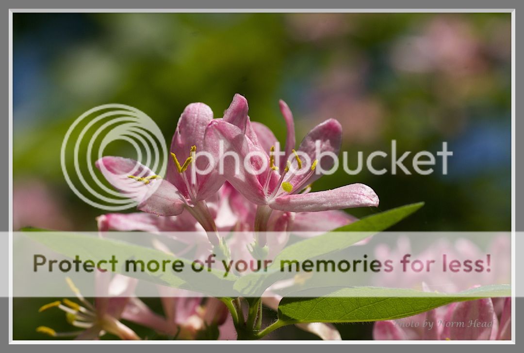 Day trip to Dufferin Islands